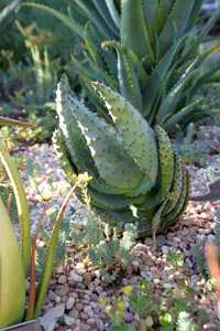 Aloe marlothii, native to South Africa, Swaziland, Botswana, and Mozambique, is one of the larger an