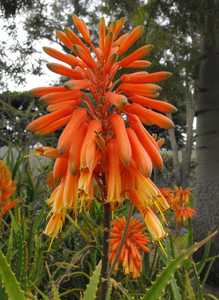 Aloe kedongensis is a medium-large sized, Kenyan aloe with bright green, narrow, toothy, somewhat re