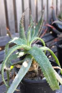 Aloe mawii is native to Malawi, Mozambique, and southern Tanzania and one of the shorter, almost shr