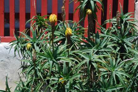 Aloe striatula is a shrubby, branching and rambling species to 6 feet tall by at least this wide tha