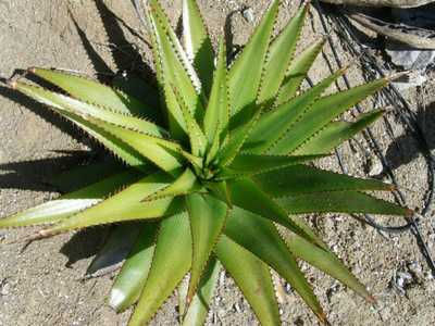 Aloe lineata var. muirii is a medium-sized clustering species with tight one foot rosettes of yellow