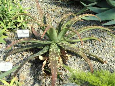 Aloe burgersfortensis is a typical maculate aloe usually solitary, but some specimens will occasiona