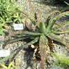 Aloe burgersfortensis is a typical maculate aloe usually solitary, but some specimens will occasiona