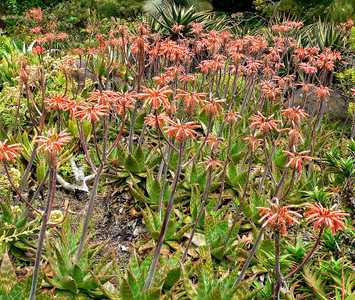 Aloe maculata is a stemless aloe, that reaches 18 inches (45 cm) tall and 2 feet (60 cm) wide that c