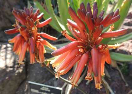 Aloe harlana is a handsome, stemless plant with flat, wide dark green leaves and long, linear flecki