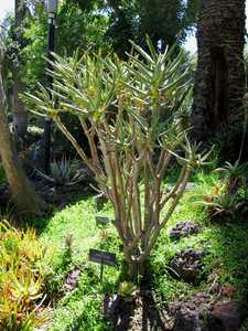 Aloe ramosissima is a larger Aloe to about 3 meters (9+ feet) tall with heavily branching, smooth st