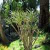 Aloe ramosissima is a larger Aloe to about 3 meters (9+ feet) tall with heavily branching, smooth st