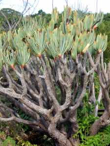 Kumara plicatilis, formerly Aloe plicatilis, the fan-aloe, is a multi-branching shrub with highly te