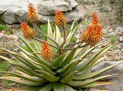 Widely distributed in desert regions of southern Africa, this mid-sized, stemless, clustering Aloe i