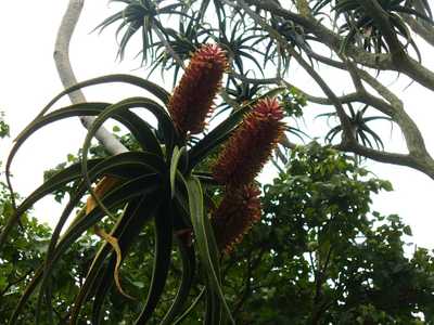 Aloidendron barberae is Africa's largest aloe-like plant that grows into a tree ranging from 30 to 5