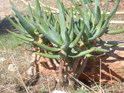 Aloe ramosissima is a larger Aloe to about 3 meters (9+ feet) tall with heavily branching, smooth st