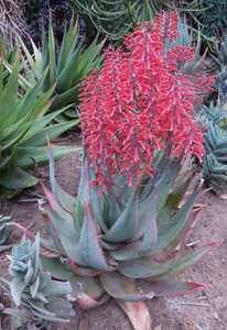 Aloe chabaudii (Dwala Aloe) is an easy-to-grow, clustering perennial succulent that forms large colo