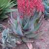 Aloe chabaudii (Dwala Aloe) is an easy-to-grow, clustering perennial succulent that forms large colo