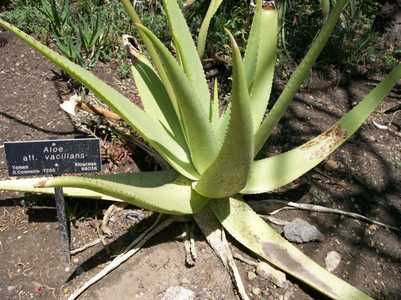 These Aloes hail from Saudi Arabia and Yemen and endure Arizona heat as well as Aloe vera. This is a