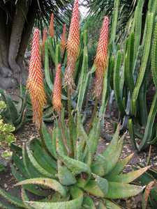 This perennial, stemless and generally solitary succulent native to Zimbabwe is a large and showy ou