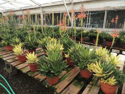 Aloe nobilis is a smaller clumping aloe about 18 inches tall and composed of fleshy green leaves whi