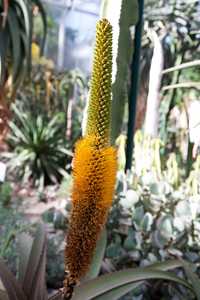 Aloe tauri is a blushing Aloe that turns red under cold conditions or in times of drought and whose 