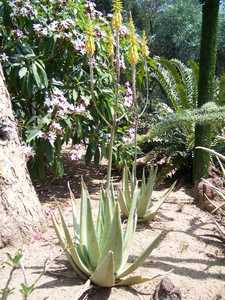 These Aloes hail from Saudi Arabia and Yemen and endure Arizona heat as well as Aloe vera. This is a