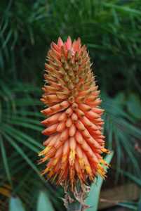 Aloe rubroviolacea is appreciated by many as one of the more spectacular aloes available. Not a supe