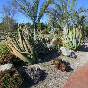 Aloe suzannae is a slow growing tree aloe to 8 to 12 feet that stays solitary or has few branches ne