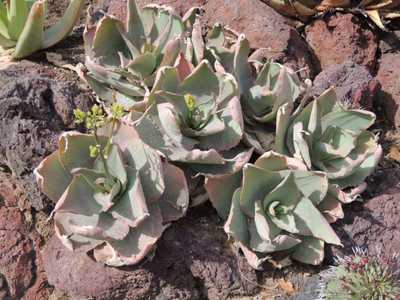 Aloe reynoldsii is a rare aloe with smooth, spineless leaves and a short stem, only found on south-f