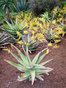 A large but stemless, clustering Aloe from Uganda that forms compact rosettes that have 20 to 30 inc