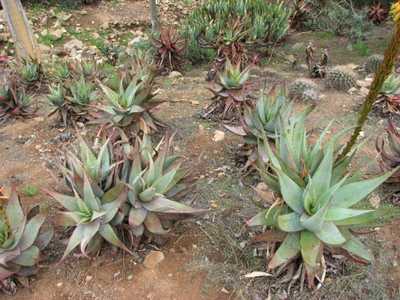 Aloe microstigma is a very attractive and relatively common South African species with lots of speck