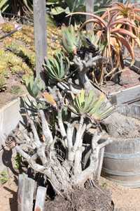 Kumara plicatilis, formerly Aloe plicatilis, the fan-aloe, is a multi-branching shrub with highly te