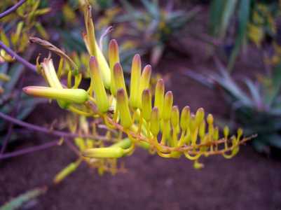 A large but stemless, clustering Aloe from Uganda that forms compact rosettes that have 20 to 30 inc