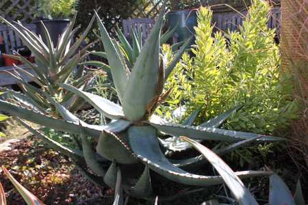 Aloe ferox (Cape Aloe) from South Africa is a tall, single-stemmed aloe, that can grow up to 10 feet