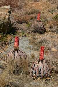 Aloe peglerae is an unusual, small, stemless South African aloe. Stunningly attractive turquoise col