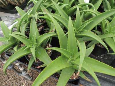 Aloe spicata is an impressive looking, fast-growing, plant with big graceful curving leaves. It's a 