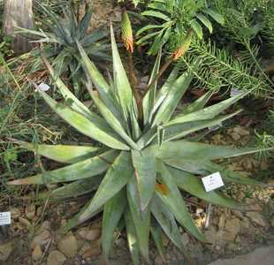 Aloe reitzii is a rather rare species of stemless Aloe which is summer blooming and endemic to South