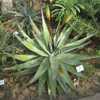 Aloe reitzii is a rather rare species of stemless Aloe which is summer blooming and endemic to South