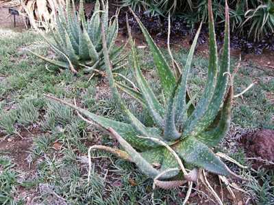 Aloe esculenta is a gorgeous, large growing aloe from Angola with a tight, upright rosette with wavy