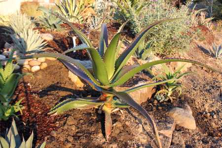 Aloe vaombe, the 'Malagasy Tree Aloe' is one of the most beautiful large tree aloes, making a stunni