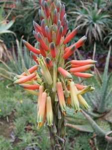 Aloe esculenta is a gorgeous, large growing aloe from Angola with a tight, upright rosette with wavy