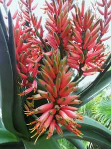 The moderately popular hybrid Aloe 'Goliath' is a tree-like aloe hybrid that grows 12+ feet tall wit