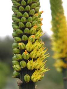 Aloe alooides, also known as graskop aloe, is a single-stemmed tree aloe from coastal South Africa. 