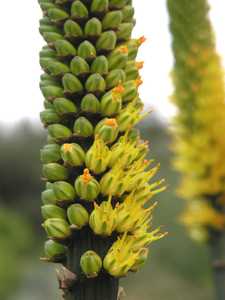 Aloe alooides, also known as graskop aloe, is a single-stemmed tree aloe from coastal South Africa. 
