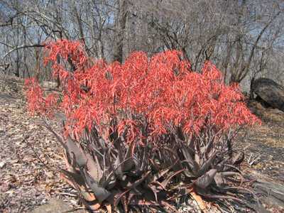 Aloe chabaudii (Dwala Aloe) is an easy-to-grow, clustering perennial succulent that forms large colo