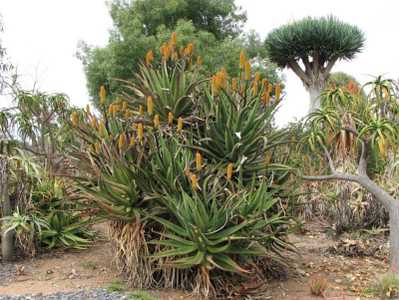 Aloe rupestris is a robust fast growing mostly single stemmed tree aloe with very showy flowers. The