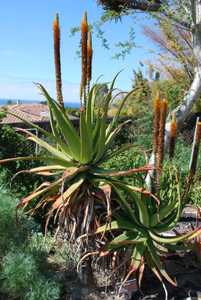 Aloe spicata is an impressive looking, fast-growing, plant with big graceful curving leaves. It's a 