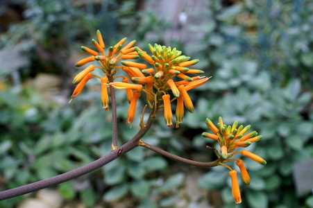 Commonly grown, Aloe vanbalenii is one of the most beautiful and distinctive aloes, with its long, t