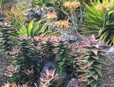 Aloe 'Hellskloof Bells' is an upright growing shrubby plant to about 2 feet tall with short lanceola