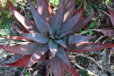 Aloe betsileensis - A lovely Madagascan aloe which is mid-sized and nearly stemless with an open ros