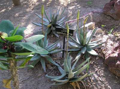 Aloe conifera is a wonderfully attractive deep turquoise small stemless non-suckering species with t