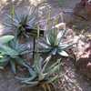 Aloe conifera