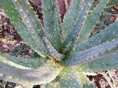 Aloe esculenta is a gorgeous, large growing aloe from Angola with a tight, upright rosette with wavy