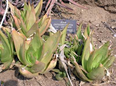 Aloe deltoideodonta is a small, slow growing, clustering Aloe from southern central Madagascar with 